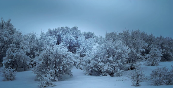 Bakgarðurinn í Bláargerði 10b 26. janúar 2025 Bakgarðurinn í Bláargerði 10b 26. janúar 2025